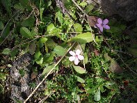 iara Scorciavacca-20110213 023